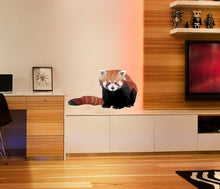 Load image into Gallery viewer, Raccoon Red Polygonal Wall decal, Funny Raccoon Wall Sticker - Removable Wall Decals Wall Art for Kids Room.