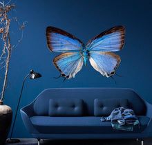 Load image into Gallery viewer, 3D Butterfly Wall Decal, 3D Butterfly Wall sticker, 3D Butterfly wall decor
