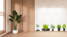 Load image into Gallery viewer, Plant potted wall stickers, Plants Pots wall vinyl sticker decal, Plants wall decoration, Flower plant wall decal, Living Room decor 337LU