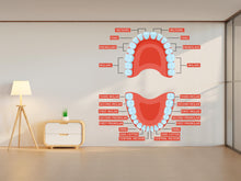 Load image into Gallery viewer, Dental Human Anatomy wall decal Tooth Dental Clinic wall art Dentist Clinic wall decal Wall Bathroom Decals Stickers Vinyl 405RS