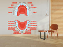 Load image into Gallery viewer, Dental Human Anatomy wall decal Tooth Dental Clinic wall art Dentist Clinic wall decal Wall Bathroom Decals Stickers Vinyl 405RS