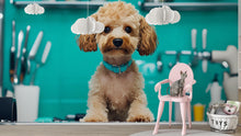 Load image into Gallery viewer, Dog Grooming Wall Mural – Cute Poodle with Blue Collar in Pet Salon | Dog Spa Backdrop, Grooming Studio Wall Art, Pet Boutique Decor