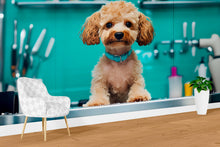Load image into Gallery viewer, Dog Grooming Wall Mural – Cute Poodle with Blue Collar in Pet Salon | Dog Spa Backdrop, Grooming Studio Wall Art, Pet Boutique Decor