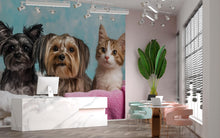 Load image into Gallery viewer, Dog And Cat Grooming Spa Wallpaper With Pets Wrapped In Towels | Cute Animal Wall Mural For Pet Salon Or Vet Office | Dog Groomer Gift