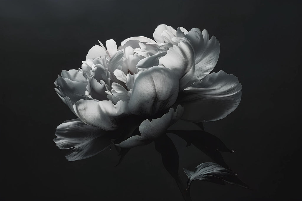 Black and White Floral Wallpaper Mural – Oversized Peony Wall Decor for Bedroom or Living Room – Modern Bold Statement Wall Art – Removable