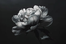 Load image into Gallery viewer, Black and White Floral Wallpaper Mural – Oversized Peony Wall Decor for Bedroom or Living Room – Modern Bold Statement Wall Art – Removable