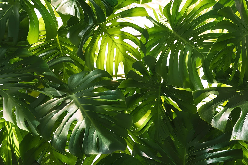 Oversized Monstera Leaf Wallpaper Mural – Bold Tropical Jungle Wall Decor for Bedroom, Living Room or Office – Modern Stylish Accen
