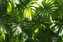 Load image into Gallery viewer, Oversized Monstera Leaf Wallpaper Mural – Bold Tropical Jungle Wall Decor for Bedroom, Living Room or Office – Modern Stylish Accen