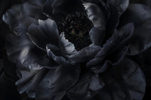 Load image into Gallery viewer, Modern Black Floral Wallpaper Mural – Bold Dark Flower Wall Decor for Bedroom or Living Room – Stylish Statement Wall Art – Elegant