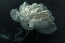 Load image into Gallery viewer, White Floral Wallpaper Mural – Elegant Oversized Peony Wall Decor for Bedroom or Living Room – Modern Removable Wallpaper Stylish Bold