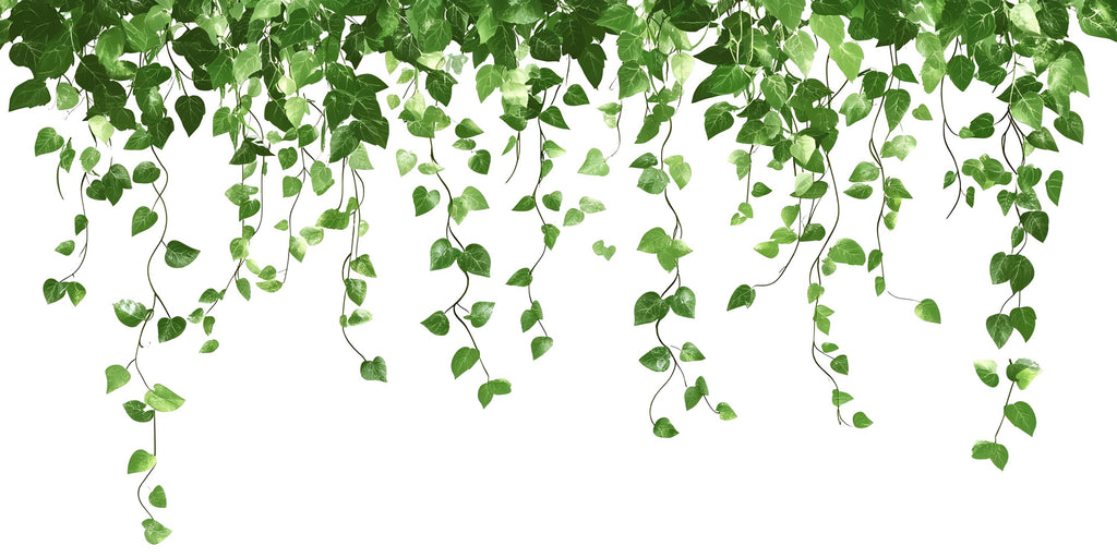 Hanging Vine Wall Decal • Green Botanical Sticker • Jungle Plant Mural • Peel & Stick Bedroom Wall Decor • Removable Leaf Wall Art