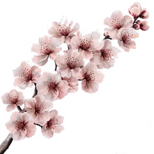 Load image into Gallery viewer, Cherry Blossom Wall Decal • Sakura Flower Wall Art • Large Floral Bedroom Sticker • Japanese Blossom Mural • Peel &amp; Stick Flower Wall Decor