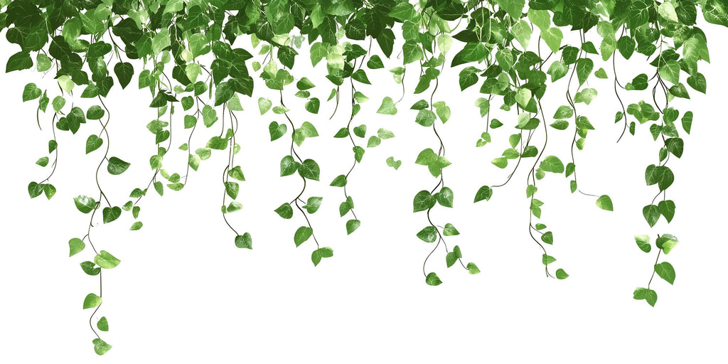 Hanging Ivy Wall Decal – Greenery Vines Above Bed Bedroom Wall Mural 067mv