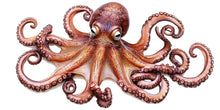Load image into Gallery viewer, Realistic Octopus Wall Decal for Kids Room | Giant Ocean Animal Sticker | Peel and Stick Sea Creature Mural | Nursery &amp; Playroom Underwater