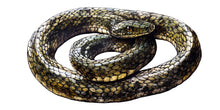 Load image into Gallery viewer, Coiled Snake Wall Decal, Realistic Snake Wall Sticker, Serpent Wall Art, Dark Animal Wall Decor, Gothic Nature Peel And Stick Decal
