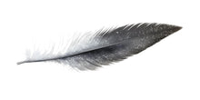 Load image into Gallery viewer, Minimalist Feather Wall Decal, Abstract Feather Wall Sticker, Modern Bedroom Wall Decor, Neutral Home Wall Art, Peel And Stick Wall Decal