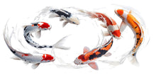 Load image into Gallery viewer, Koi Fish Wall Art Modern Japanese Koi Watercolor Wall Decor 350mv