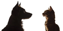 Load image into Gallery viewer, Dog and Cat Wall Decal, Pet Wall Sticker, Dog Cat Wall Art, Animal Wall Decal, Pet Lover Gift, Dog Cat Nursery Decor, Wall Decor, 505mv