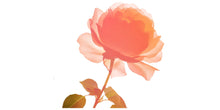 Load image into Gallery viewer, Rose Flower Wall Decal, Large Floral Wall Sticker, Rose Wall Art, Botanical Wall Decor, Romantic Wall Decal, Flower Wall Decor, 004gm