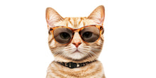 Load image into Gallery viewer, Cat Wall Decal With Glasses, Funny Cat Wall Sticker, Cool Cat Wall Art, Animal Wall Decor, Cat Lover Gift, Modern Pet Wall Decor, 017gm