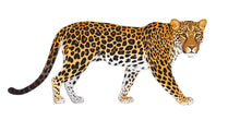 Load image into Gallery viewer, Leopard Wall Decal, Safari Animal Wall Sticker, Jungle Animal Wall Art, Leopard Wall Decor, Safari Nursery Decor, Animal Wall Decal, 032gm