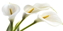 Load image into Gallery viewer, White Calla Lily Wall Decal, Floral Wall Sticker, Botanical Wall Art, Bedroom Decor, Modern Flower Mural, 129gm