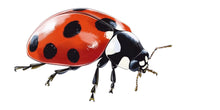 Load image into Gallery viewer, Ladybug Wall Decal, Ladybird Wall Sticker, Kids Room Wall Art, Nursery Bug Decor, Insect Wall Mural, Nature Decor, 192gm