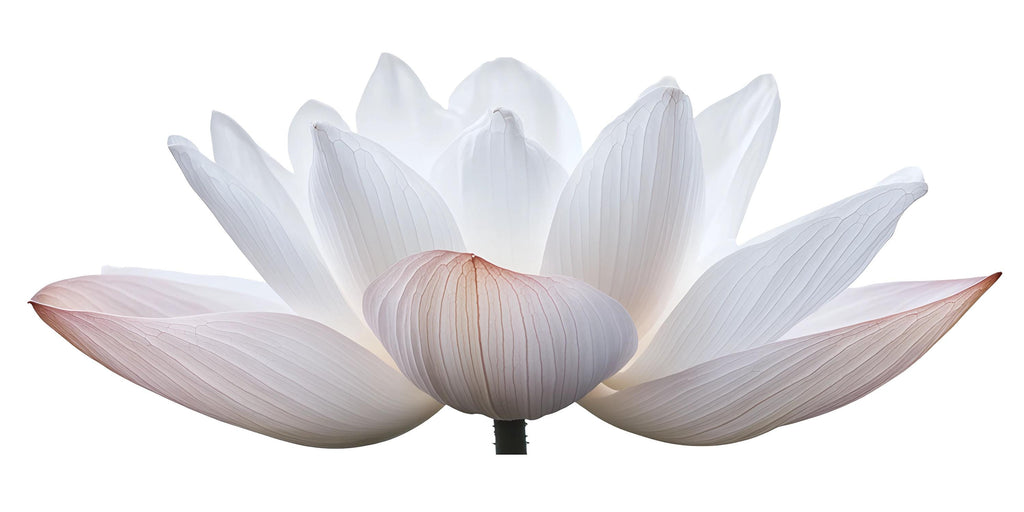 Lotus Flower Wall Decal Yoga Studio Wall Art Zen Wellness Mural Minimalist Spa Decor Meditation Room Vinyl Sticker