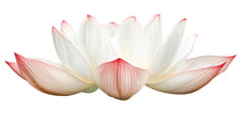Load image into Gallery viewer, Lotus Wall Mural, Yoga Studio Wallpaper, Zen Spa Decor, Meditation Room Wall Art, Pink Floral Wellness Mural, 659mv