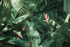 Tropical Leaf Wallpaper Mural – Jungle Banana Leaf Wall Decor for Bedroom or Living Room – Modern Bold Accent Wall Art – Removable Stylish