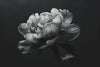 Black and White Floral Wallpaper Mural – Oversized Peony Wall Decor for Bedroom or Living Room – Modern Bold Statement Wall Art – Removable