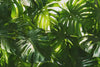 Oversized Monstera Leaf Wallpaper Mural – Bold Tropical Jungle Wall Decor for Bedroom, Living Room or Office – Modern Stylish Accen