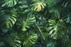 Tropical Monstera Leaf Wallpaper Mural – Bold Green Jungle Wall Decor for Bedroom, Living Room or Office – Modern Stylish Accent Wall